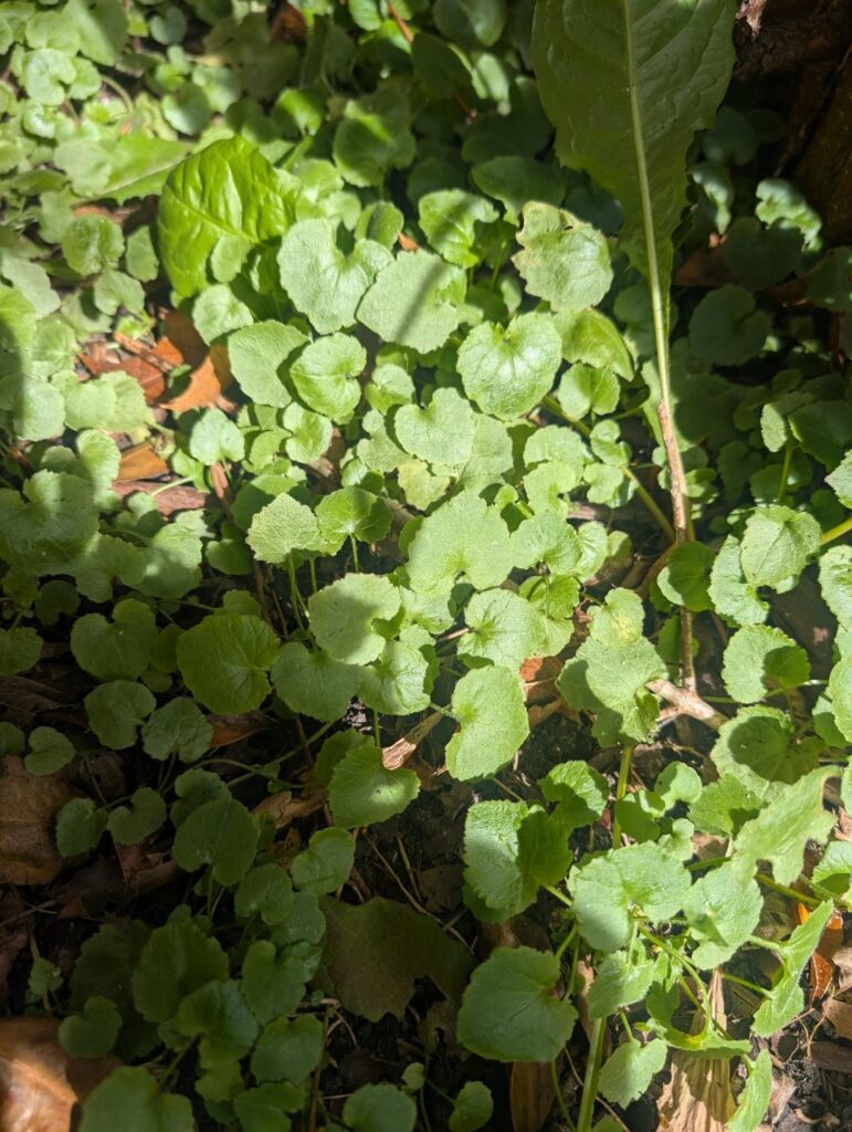 What is this weed?