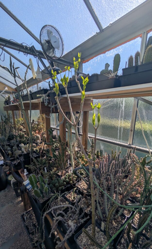 Euphorbia aff. transvaalensis