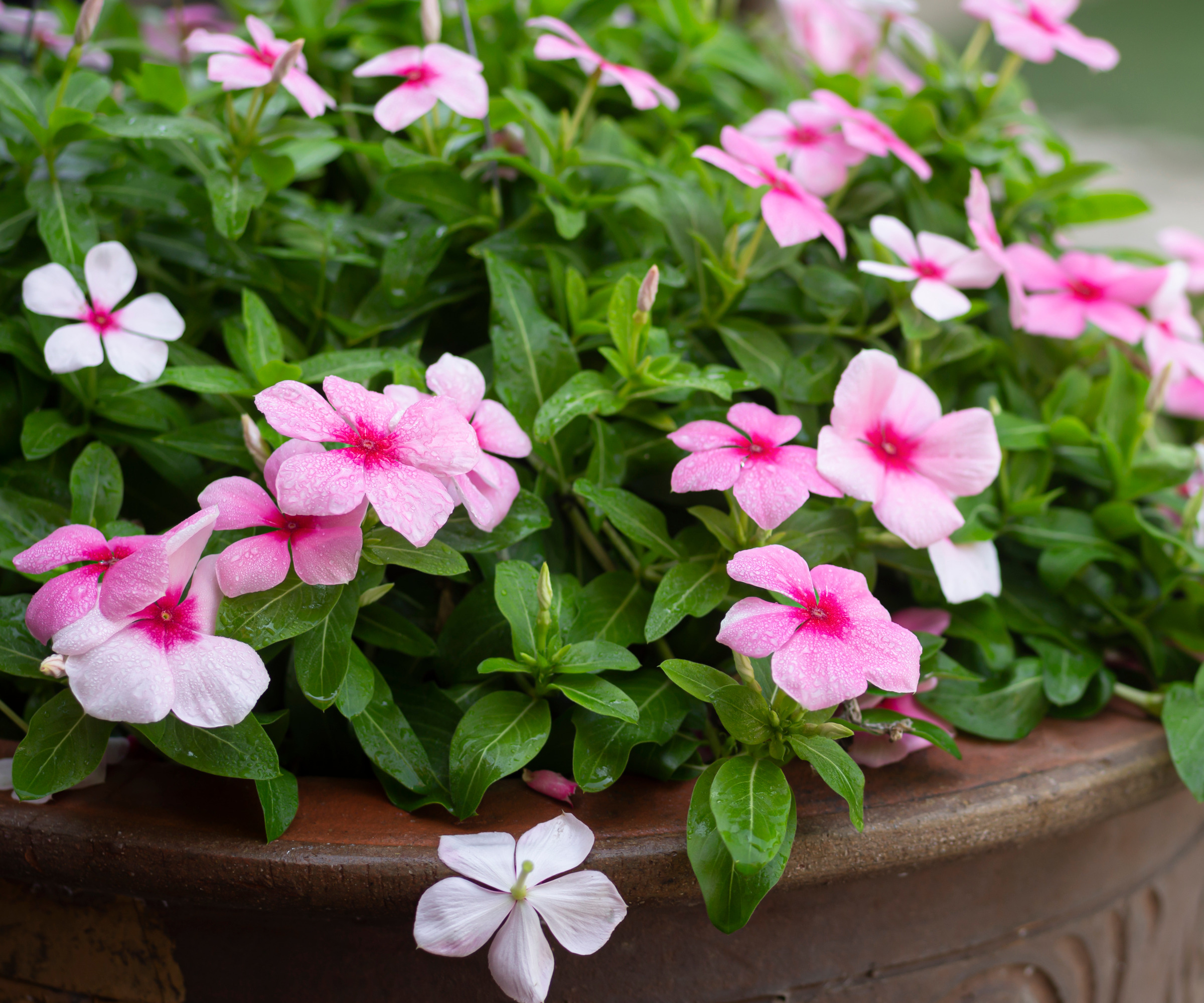 close up of pink Periwinkle plant in a pot