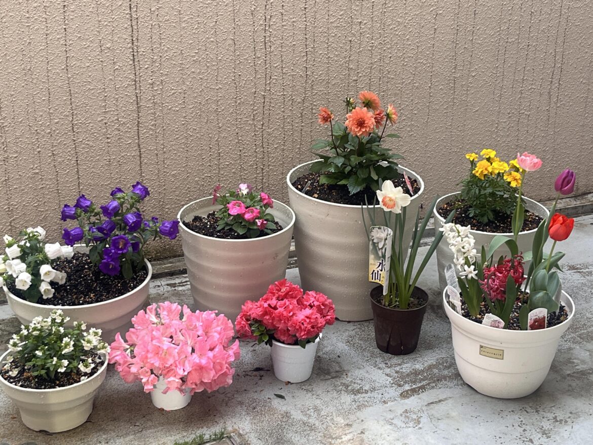 Im new to planting flowering plants :)