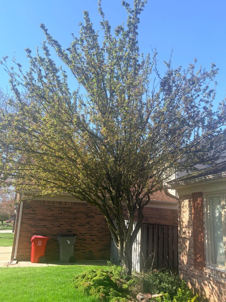 Hi! What kind of tree is this? Hi! What kind of tree is this?