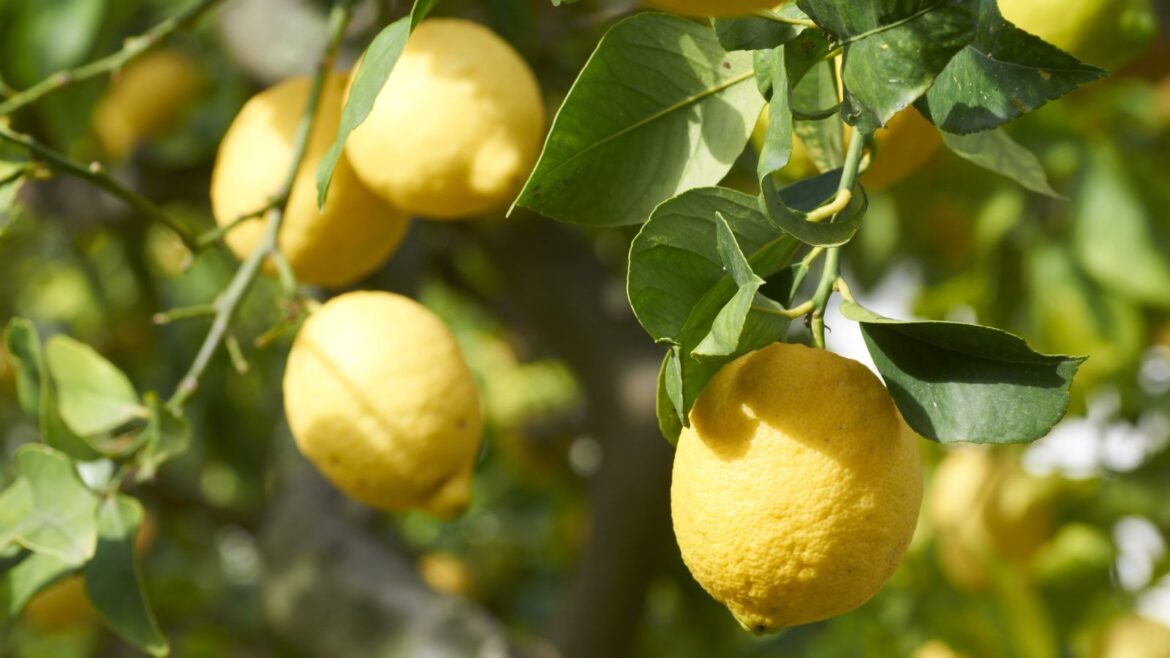 What Your Lemon Tree Needs In April For It To Thrive Fruits and leaves of a lemon tree