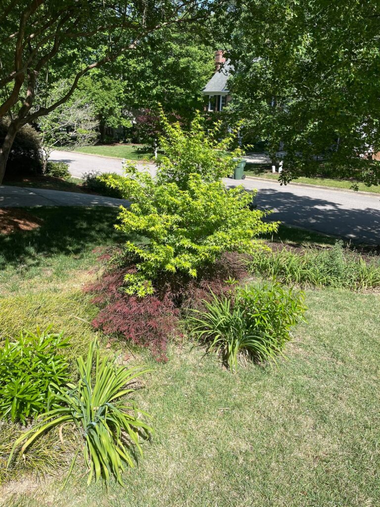 What’s up with my Japanese Maple? Bottom is red and top is green.