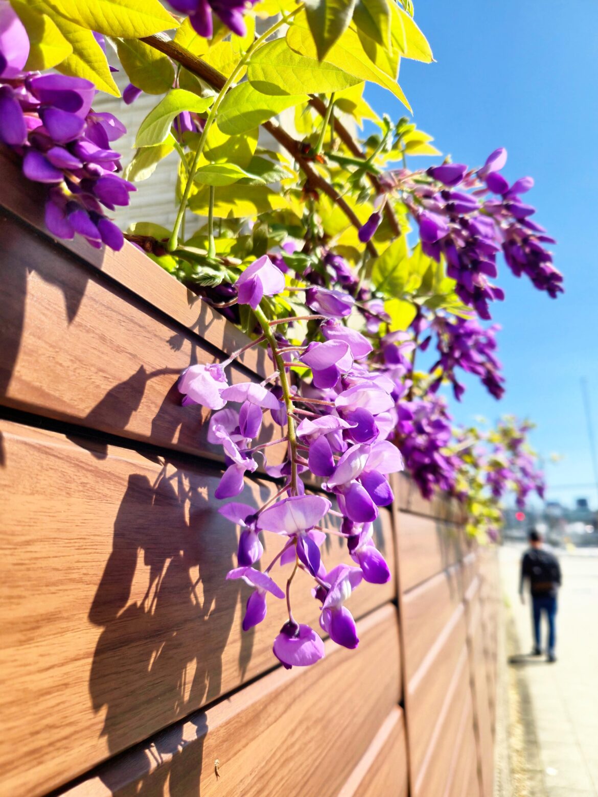 Wisteria Spotted on My Walk