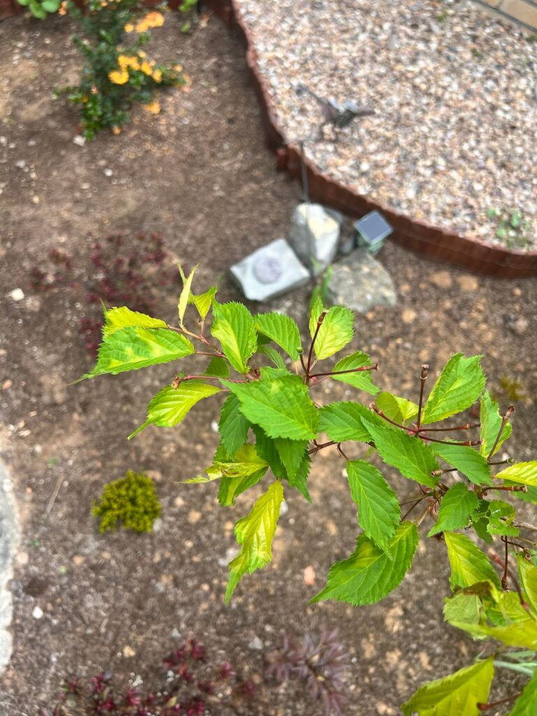 Why my prunus shosar leaves are yellowing? UK Why my prunus shosar leaves are yellowing? UK
