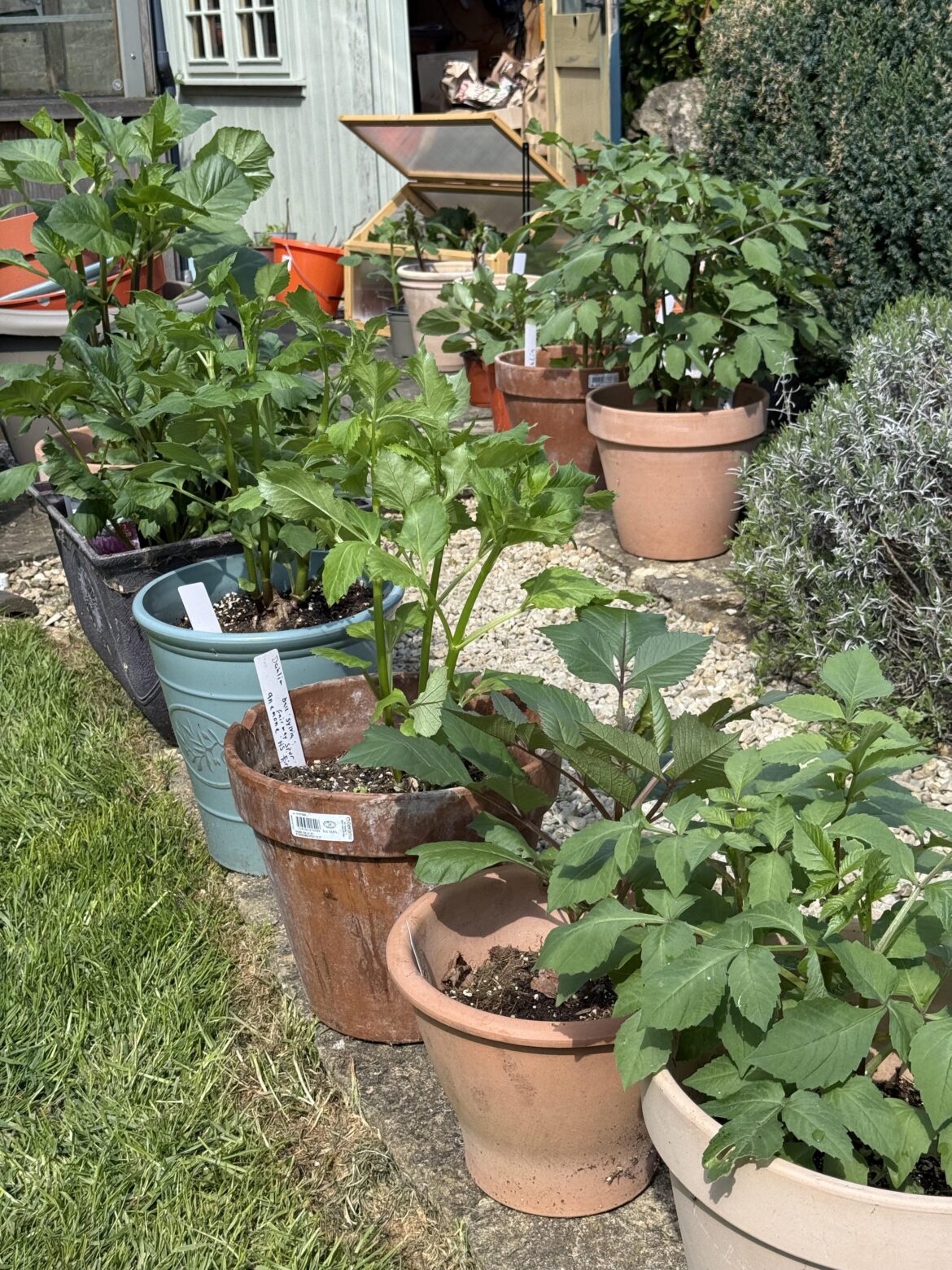 Giving my babies a few hours out of the greenhouse