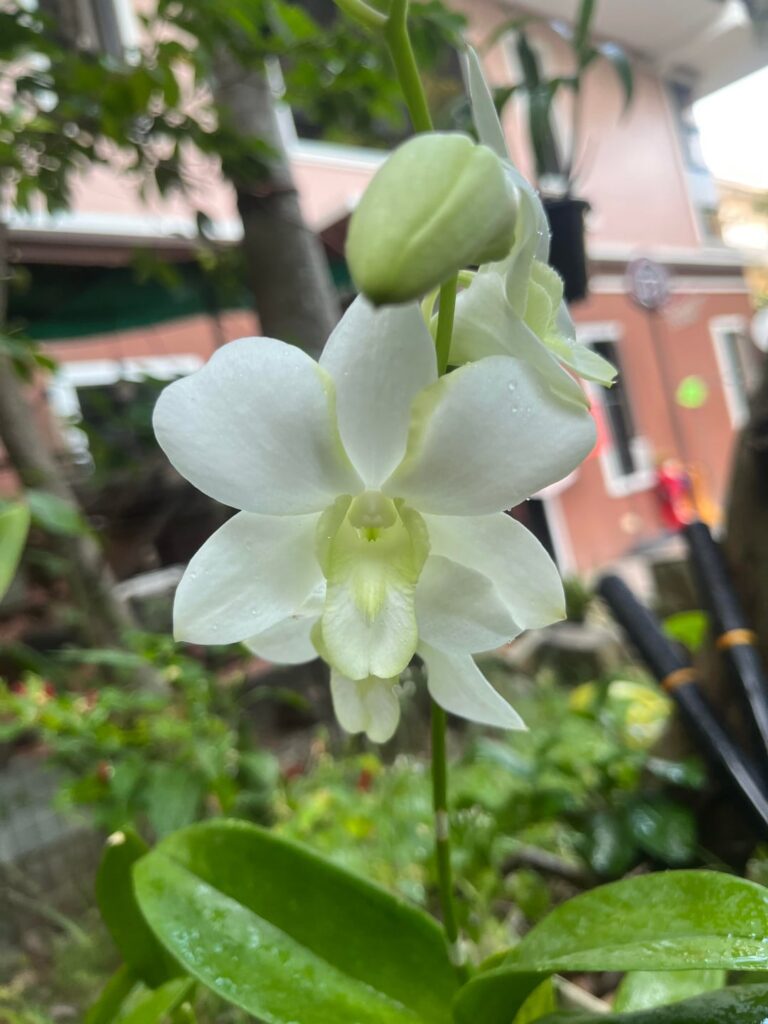 More Dendrobium Orchids to my Collection!