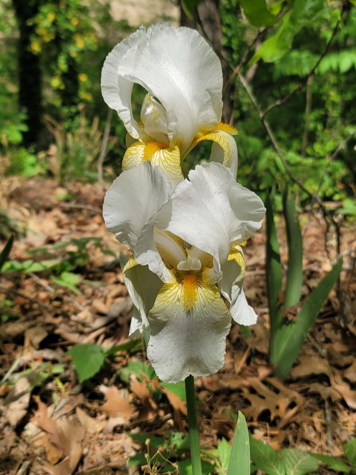 What is this beautiful flower in my yard? Mississippi