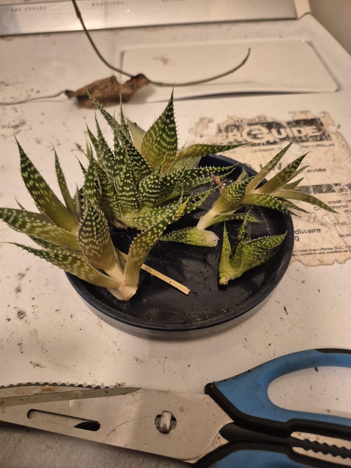 First time trying to propagate