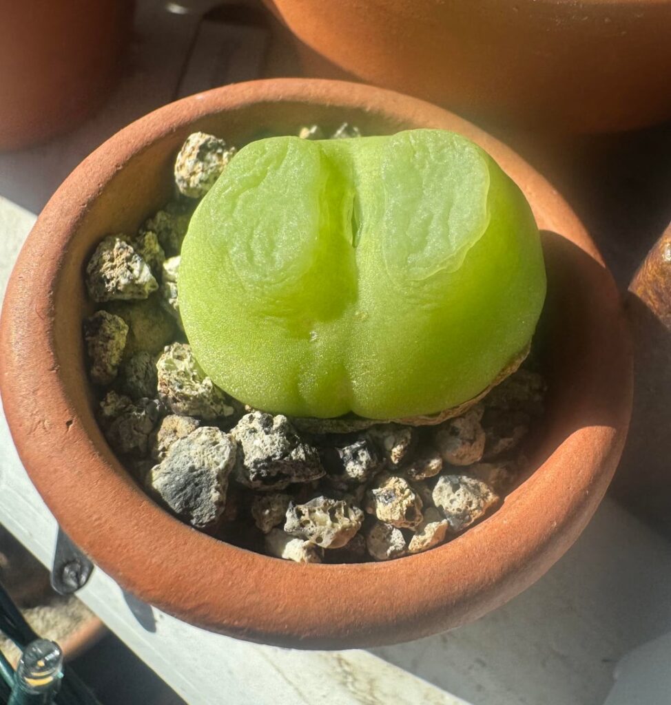 C ratum still clinging to the growing season