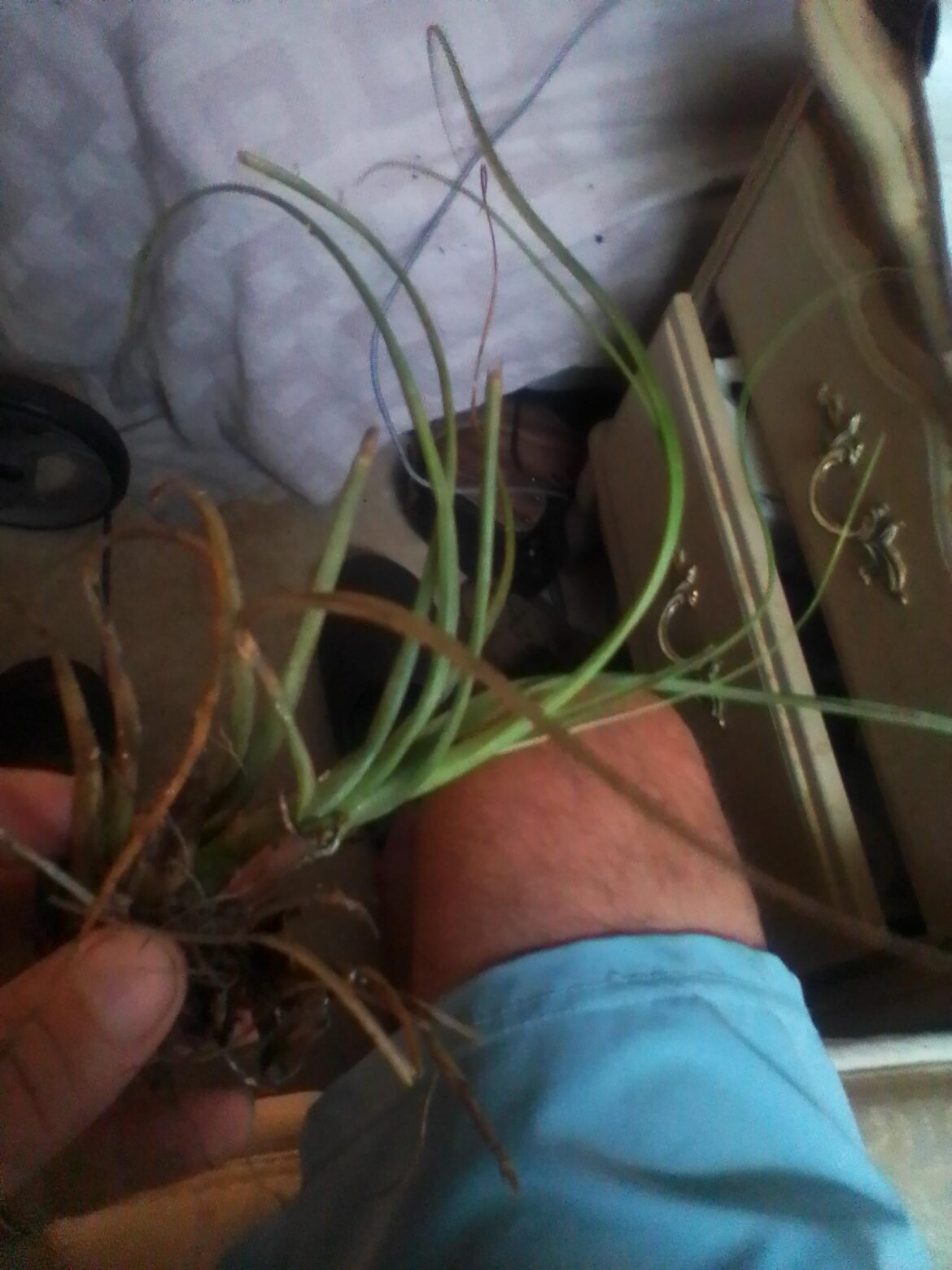 Identify please