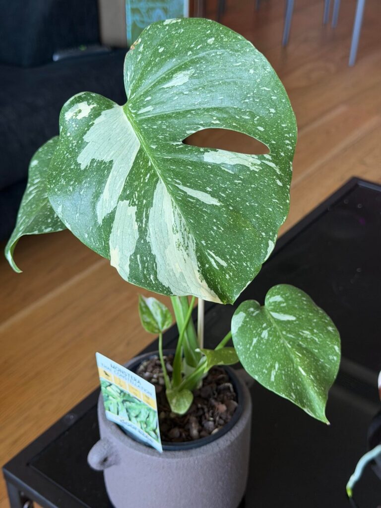 Just brought this Thai on clearance, tips?