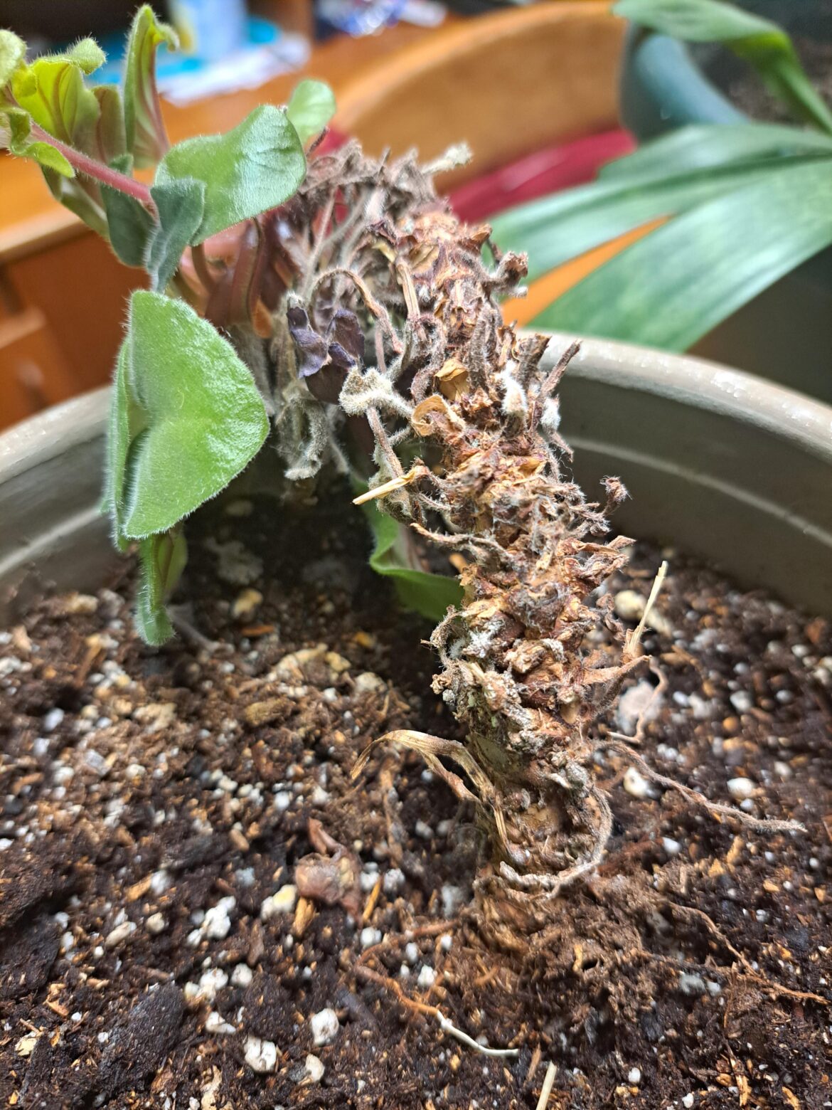 Mold problem
