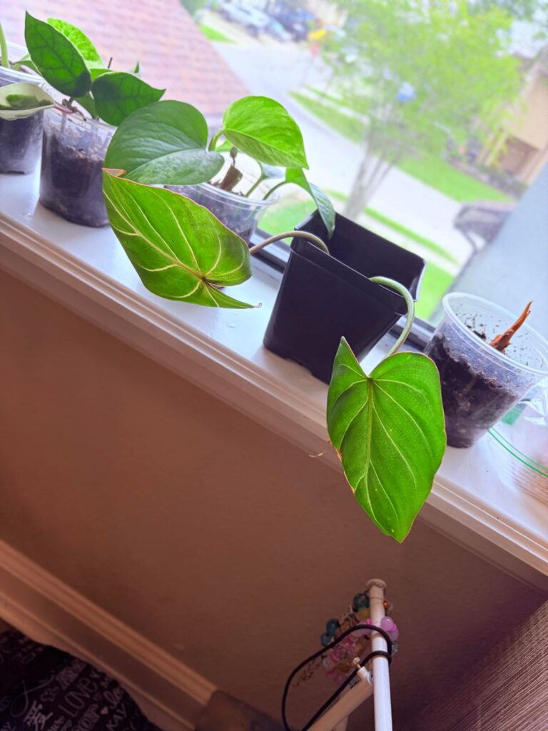 Should I just chop my gloriosum? No growth at all…