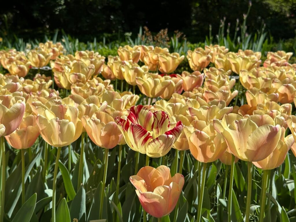 Went to the Royal Botanic Garden of Madrid Went to the Royal Botanic Garden of Madrid