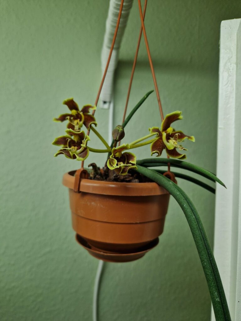 My phalaenopsis labukensis is in bloom