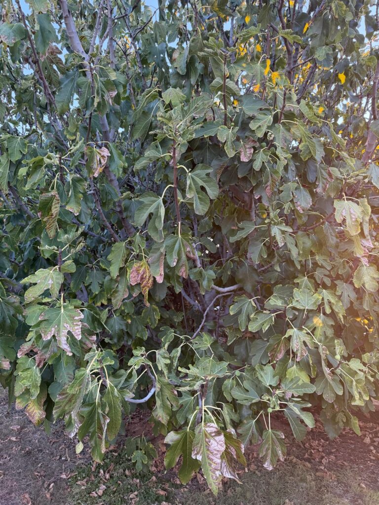 Heat stress/underwatering or something else? (Fig tree)