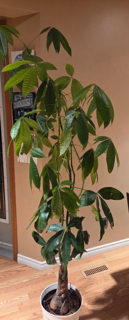 Help with Money Tree