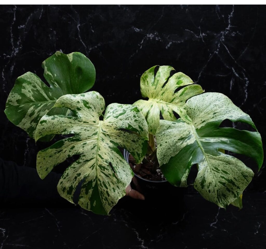 Bulbasaur VS Jungle Mint Bulbasaur VS Jungle Mint
