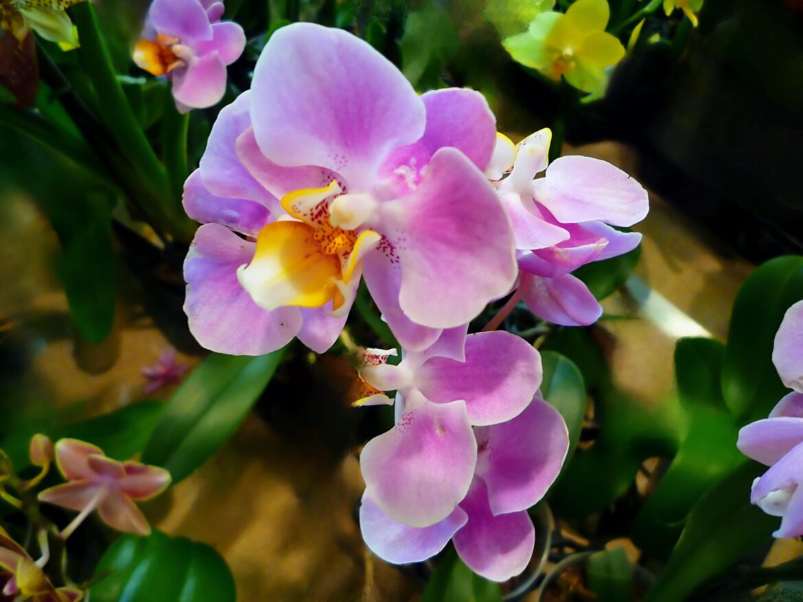 ORQUÍDEA MARIPOSA (Phalaenopsis)[OC)