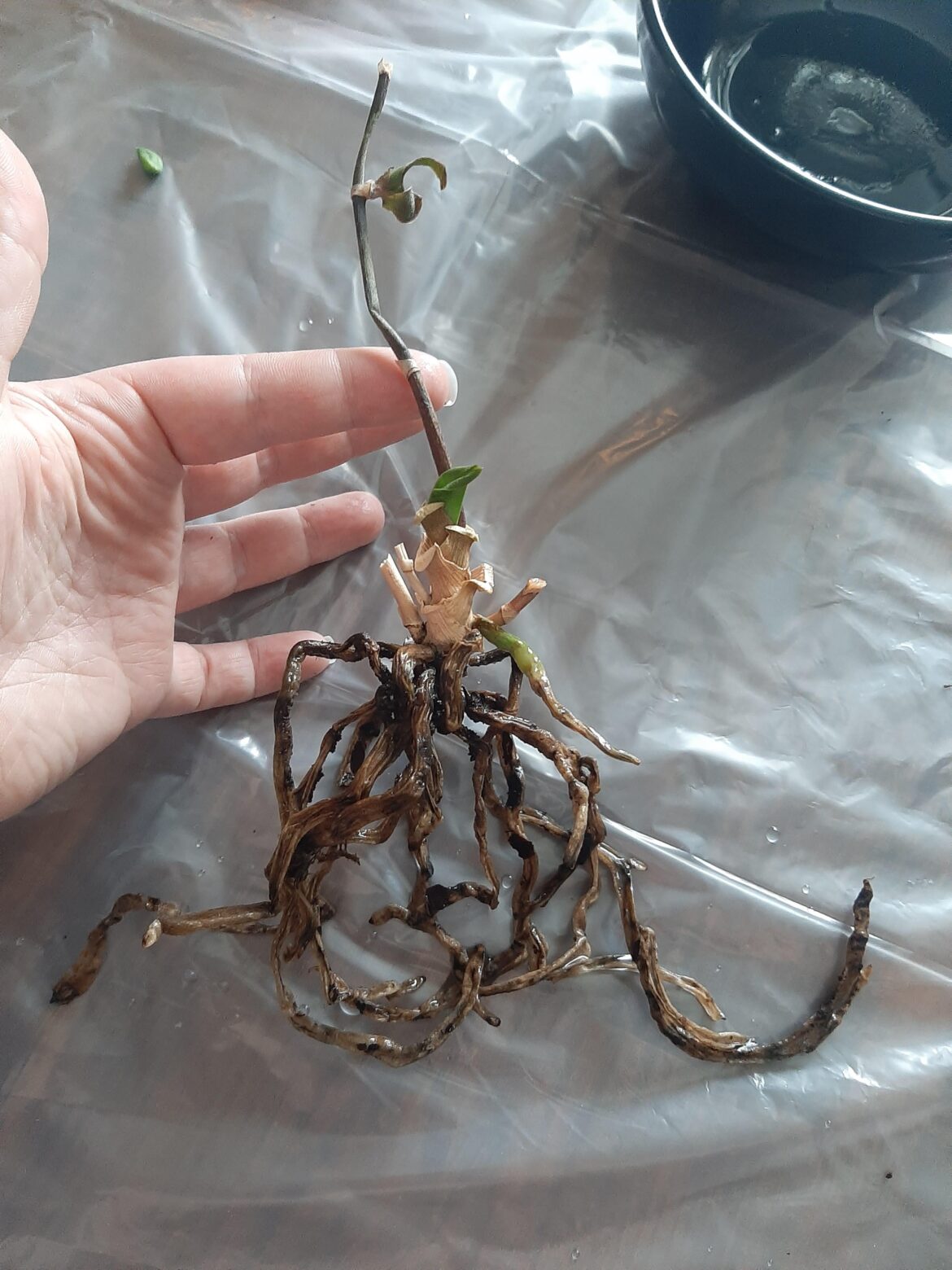 Can this orchid still be saved? Can this orchid still be saved?