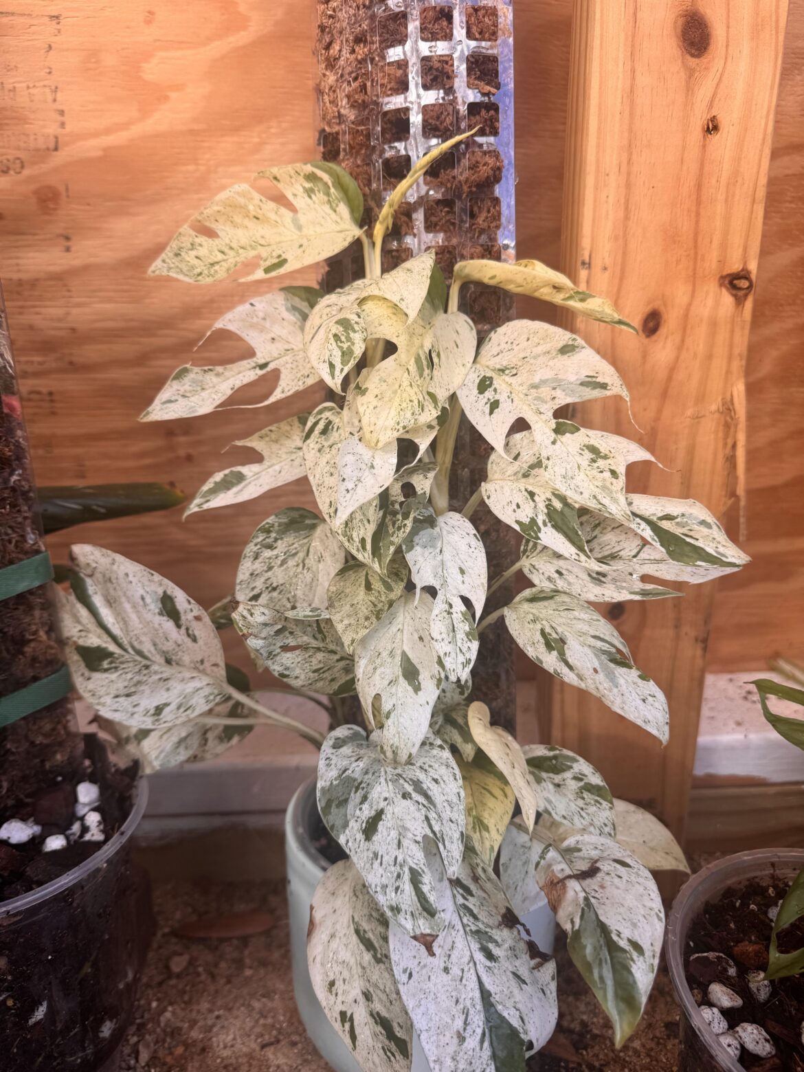 Pinnatum marble growth