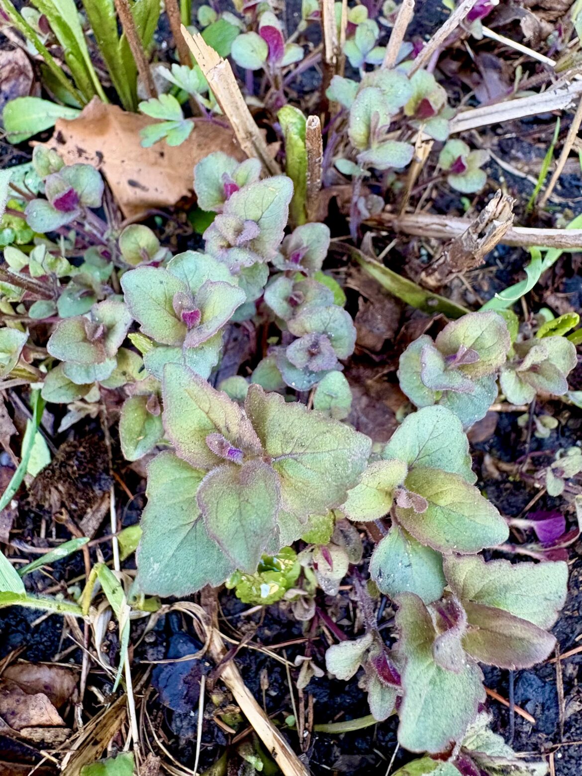Lots of purply Monarda fistulosa coming up for the bees 🐝