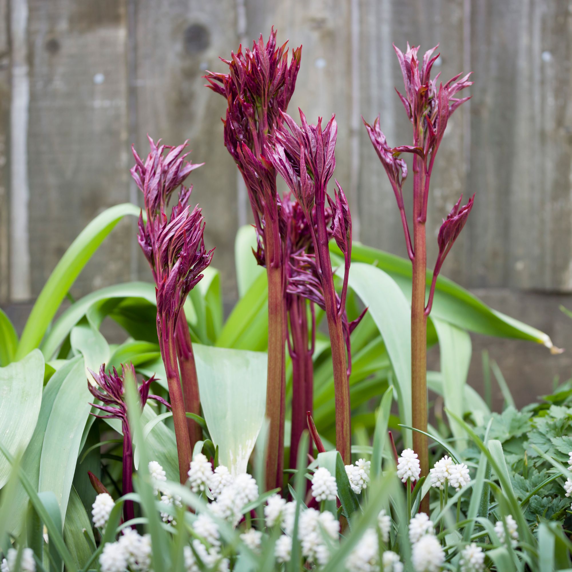 peony shoots