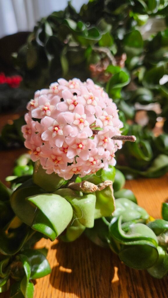 Rope hoya flowers