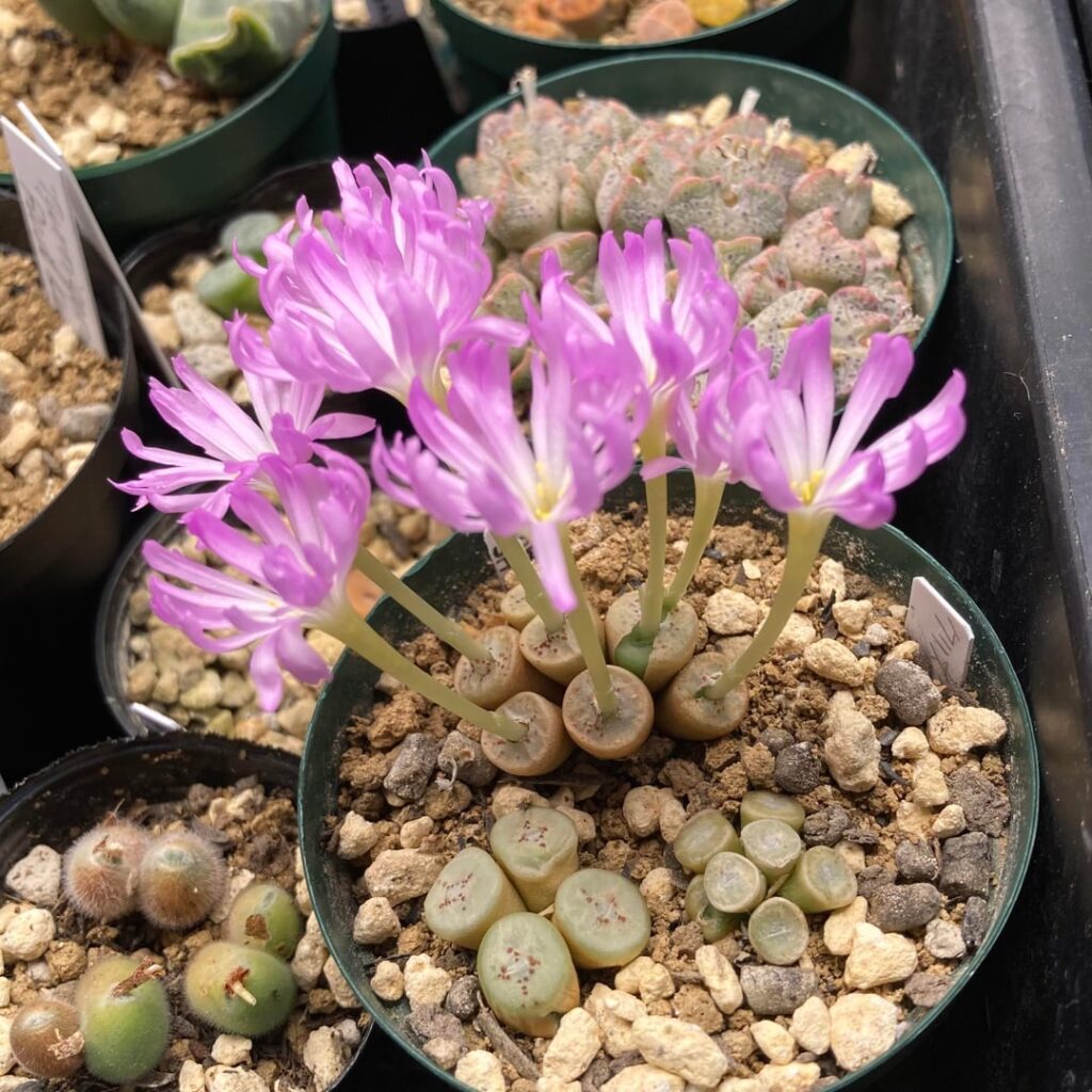 Conophytum chrisocruxum SH2275