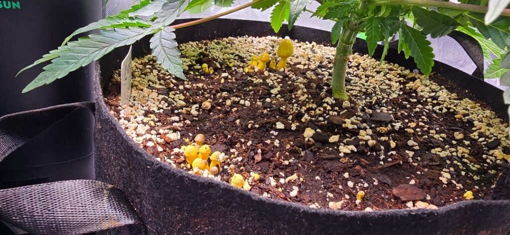 Anybody have experience with mushrooms growing in your pots?Are they good or bad? Anybody have experience with mushrooms growing in your pots?Are they good or bad?