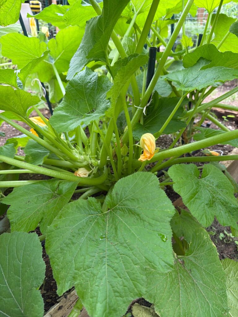 I’m breaking up with Black Beauty Zucchini. Does anyone have relationship advice.