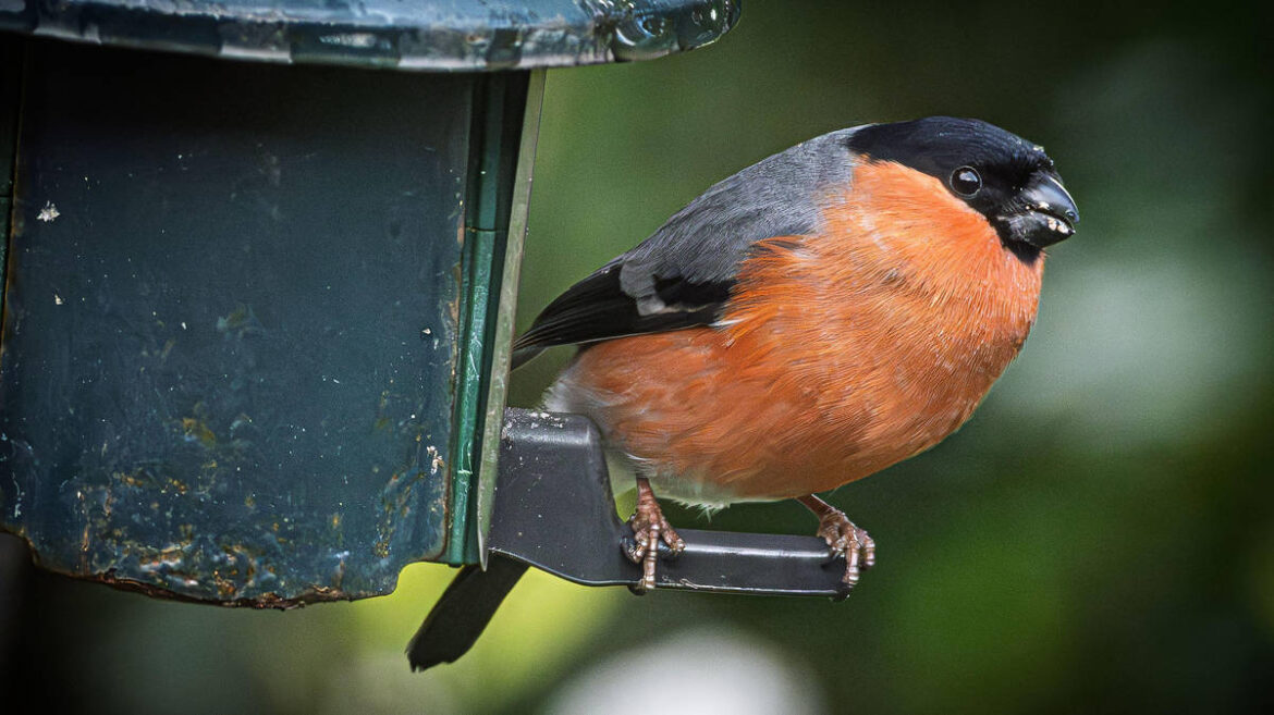 What are the new RSPB rules about feeding birds in UK gardens? What are the new RSPB rules about feeding birds in UK gardens?