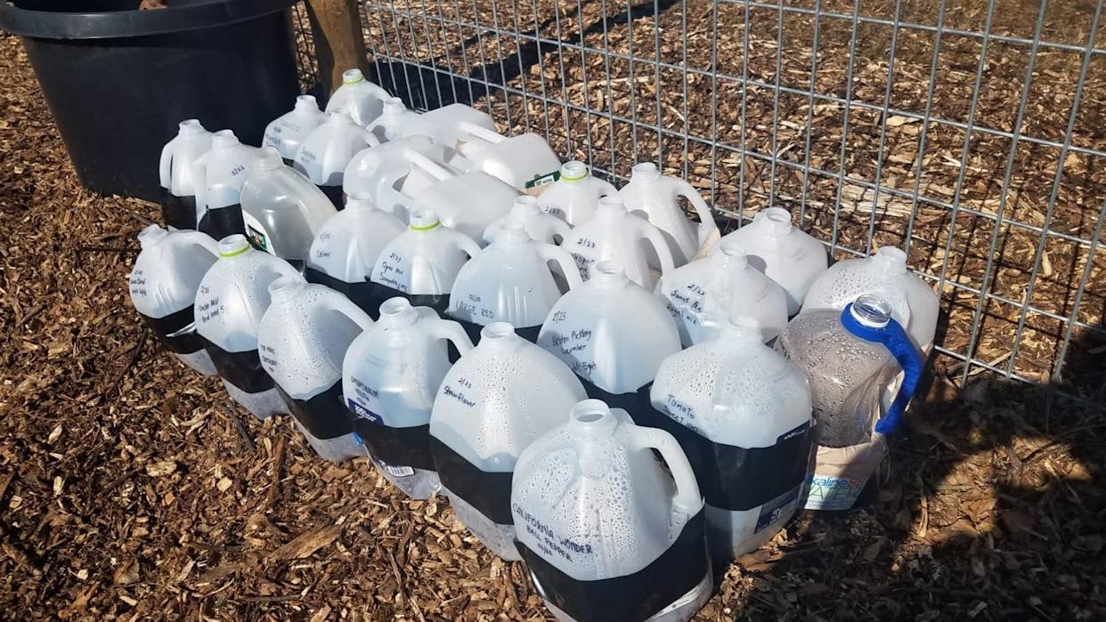 winter sowing jugs.