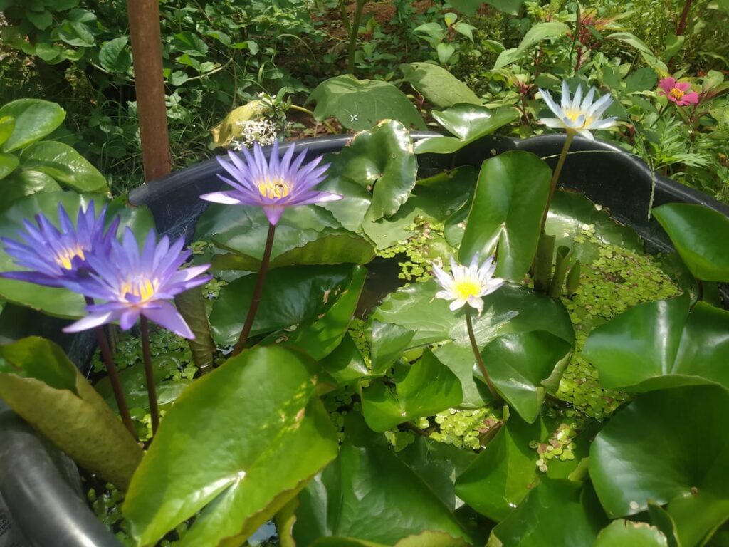 Moreeee liliesssss!!!