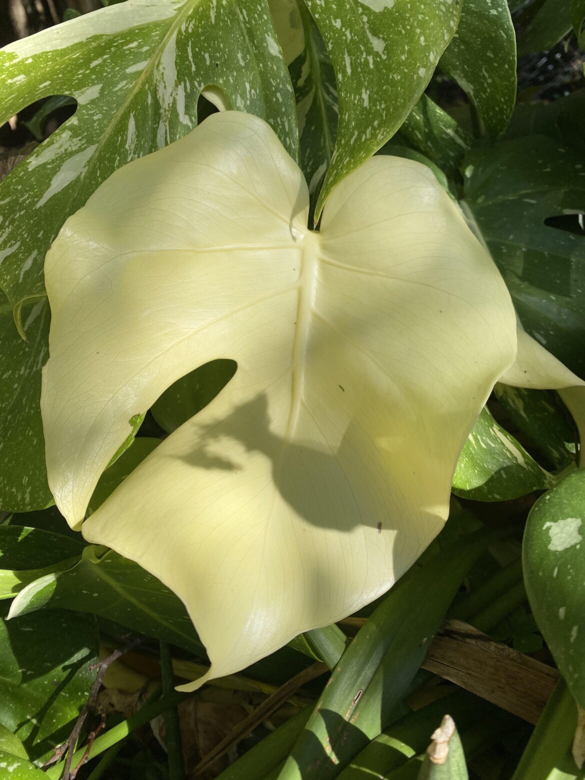 Pure cream monstera leaf Pure cream monstera leaf