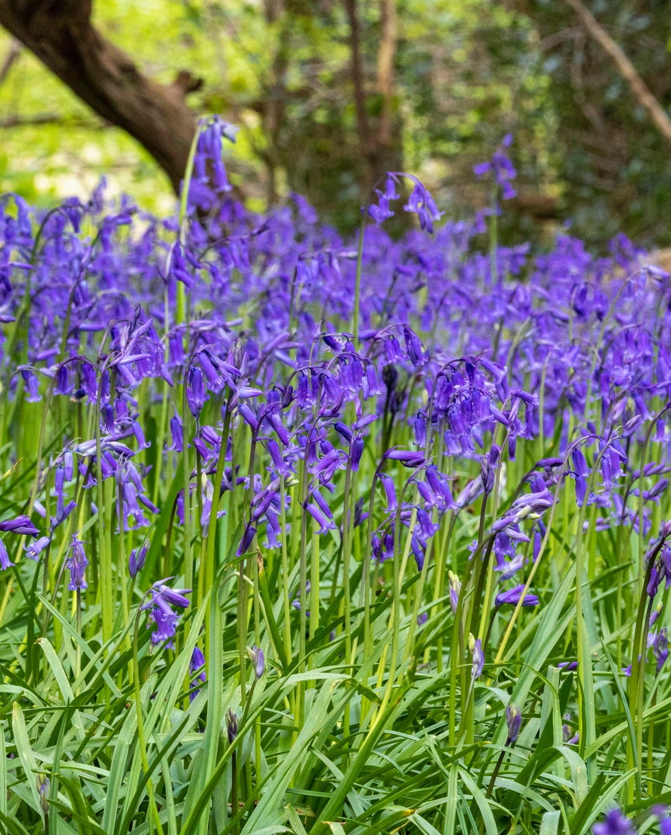English bluebells a bank of english bluebell flowers (hyacinthoides non scripta) in dappled sunlight on an oak woodland floor. this host of bluebells plants are growing in protected woodland near the river torridge in great torrington, north devon.