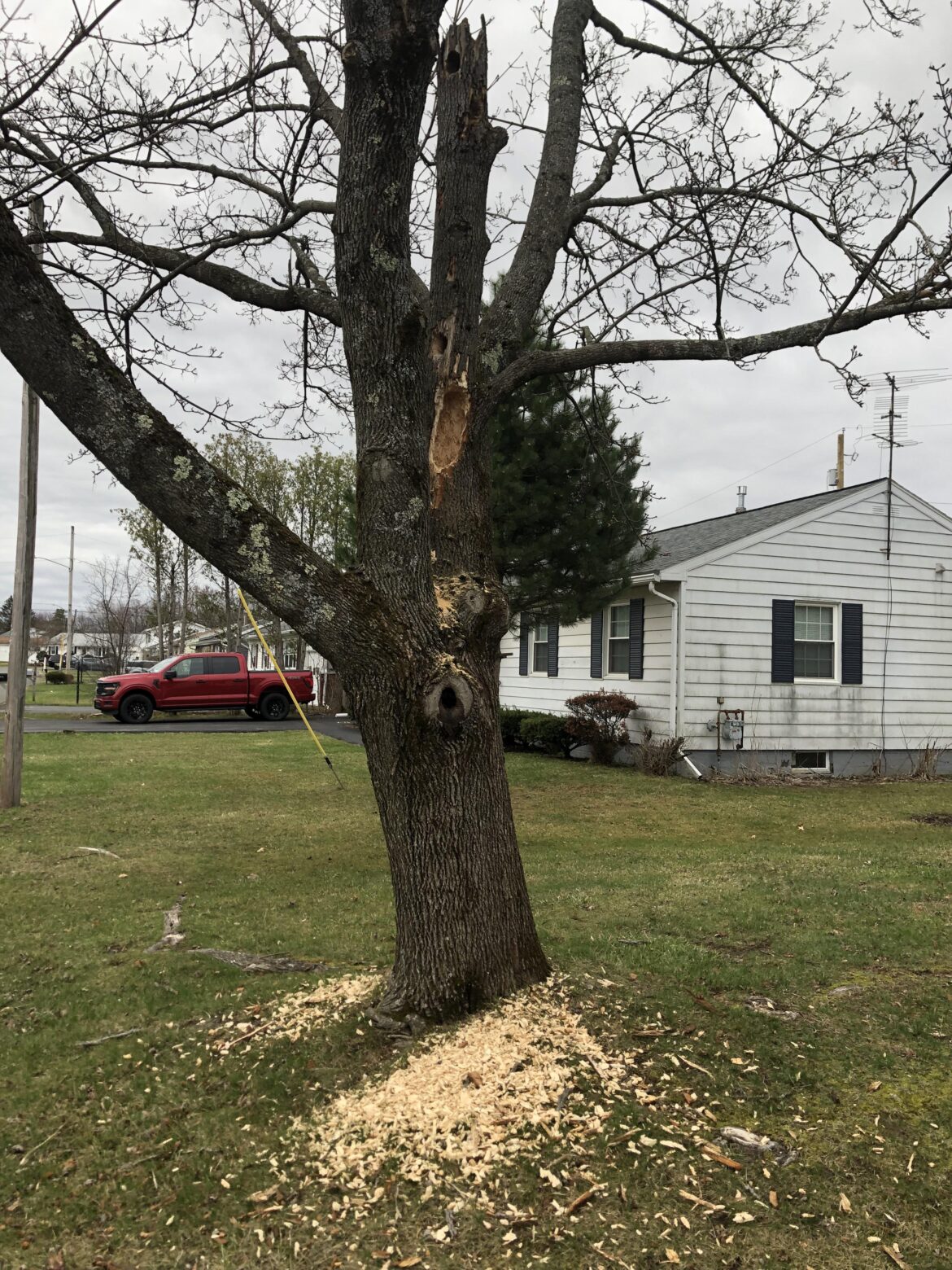 Can this tree be saved?