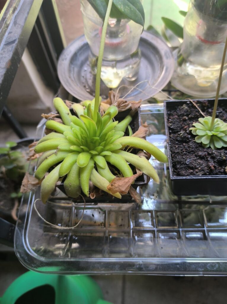 Should i repot this and if so how big should the new pot be