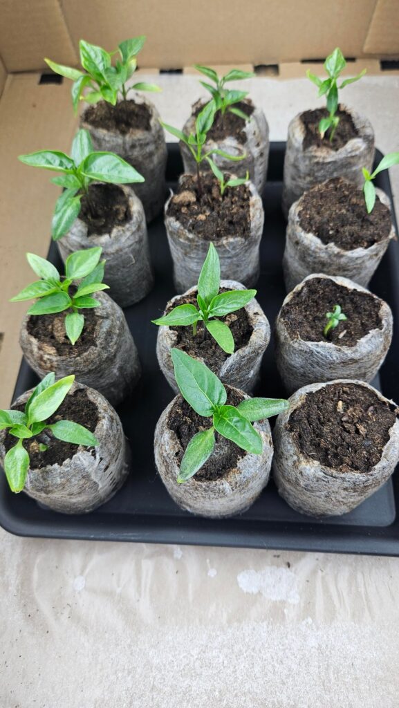 Sweet Peppers - next steps/help?