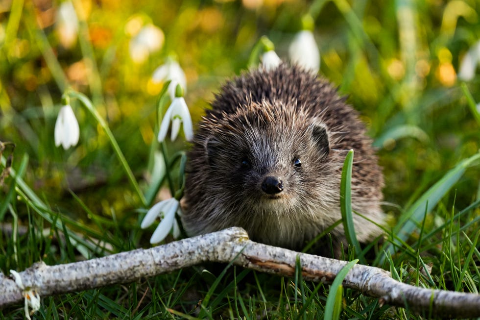hedgehog in the garden hedgehog in the garden