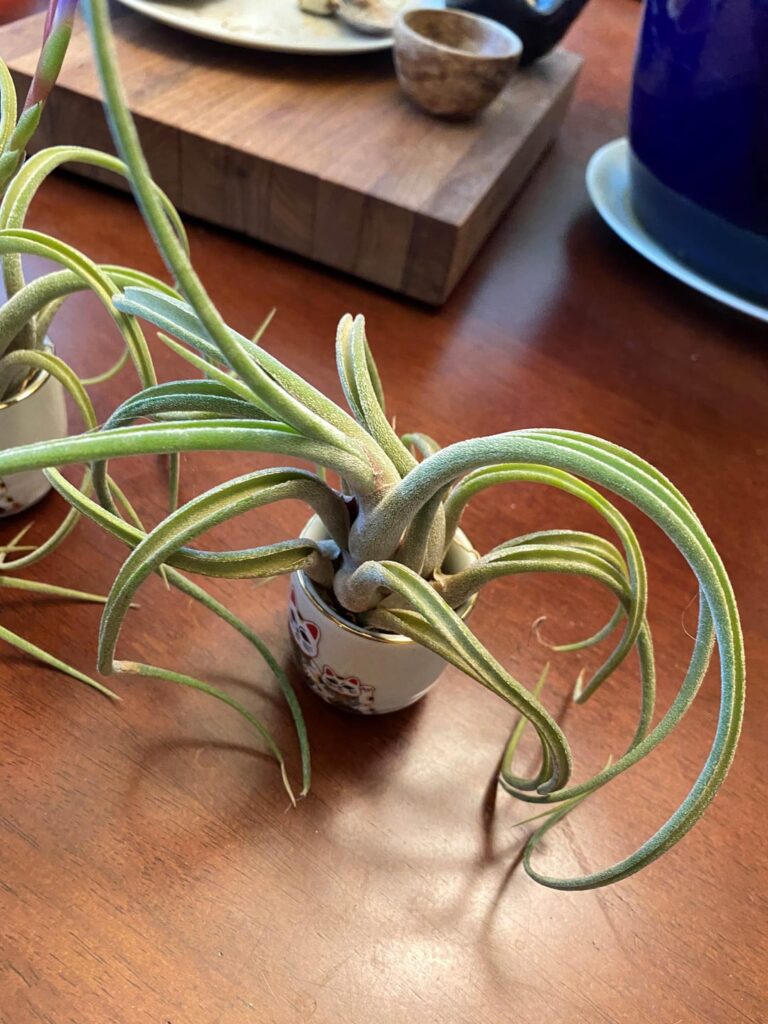 April 13, 2026 Tillandsia caput medusae update. Gads, that flower has not opened yet!