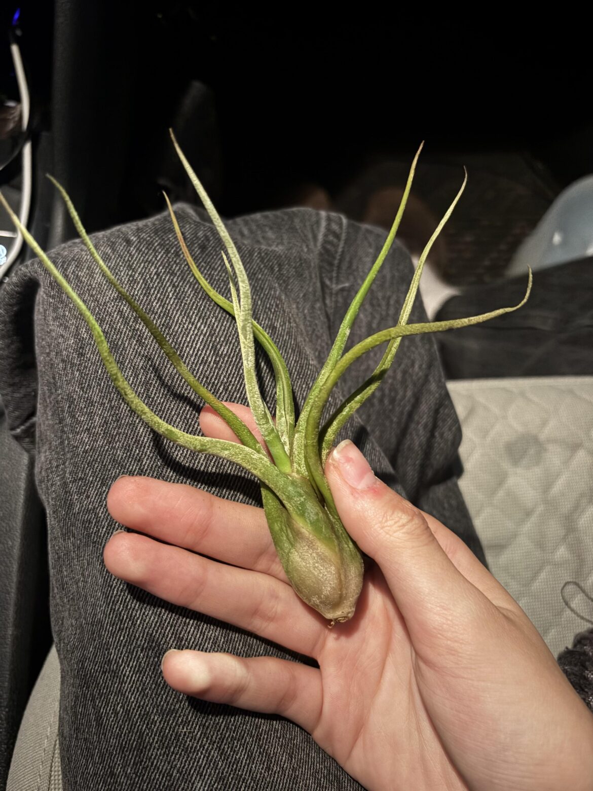 lowes air plant