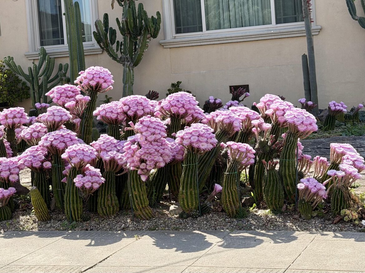 Blooming cactus
