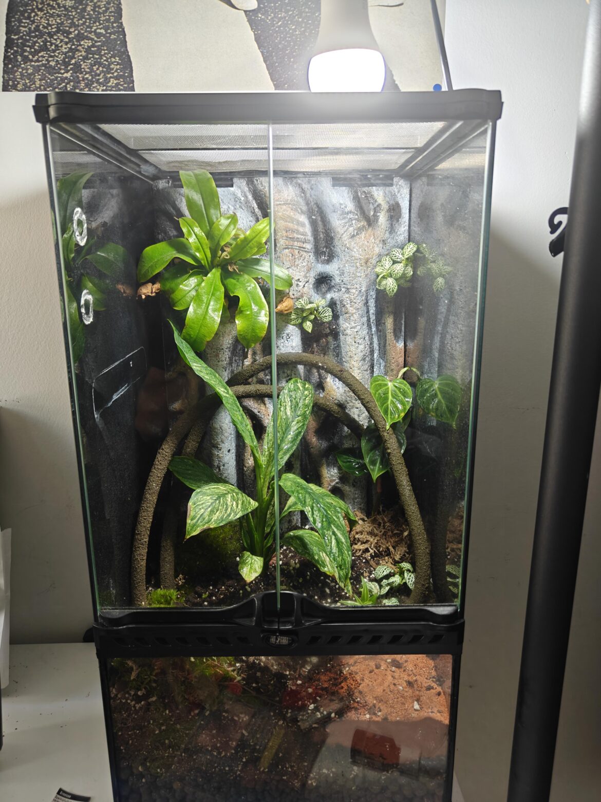 12x12x24″ / 30x30x60cm Exo terra jungle setup. Any animal suggestions 12x12x24" / 30x30x60cm Exo terra jungle setup. Any animal suggestions