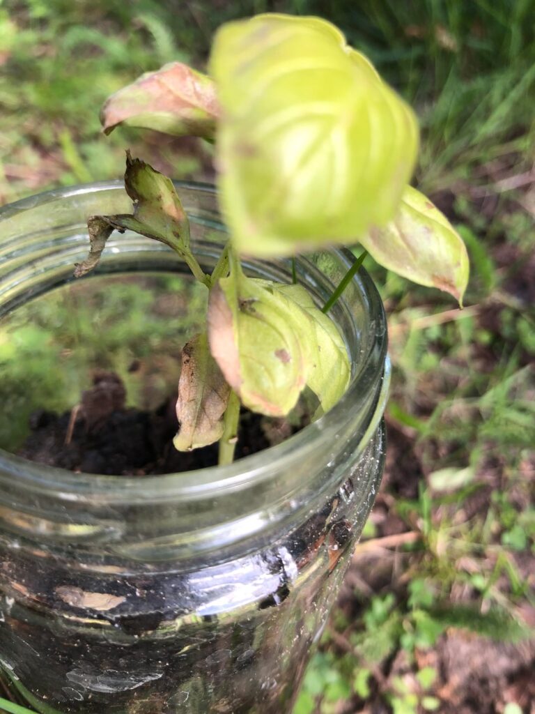 Can I still save this basil?