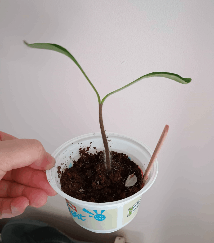 One of my tomatoes hasn't grown any true leaves