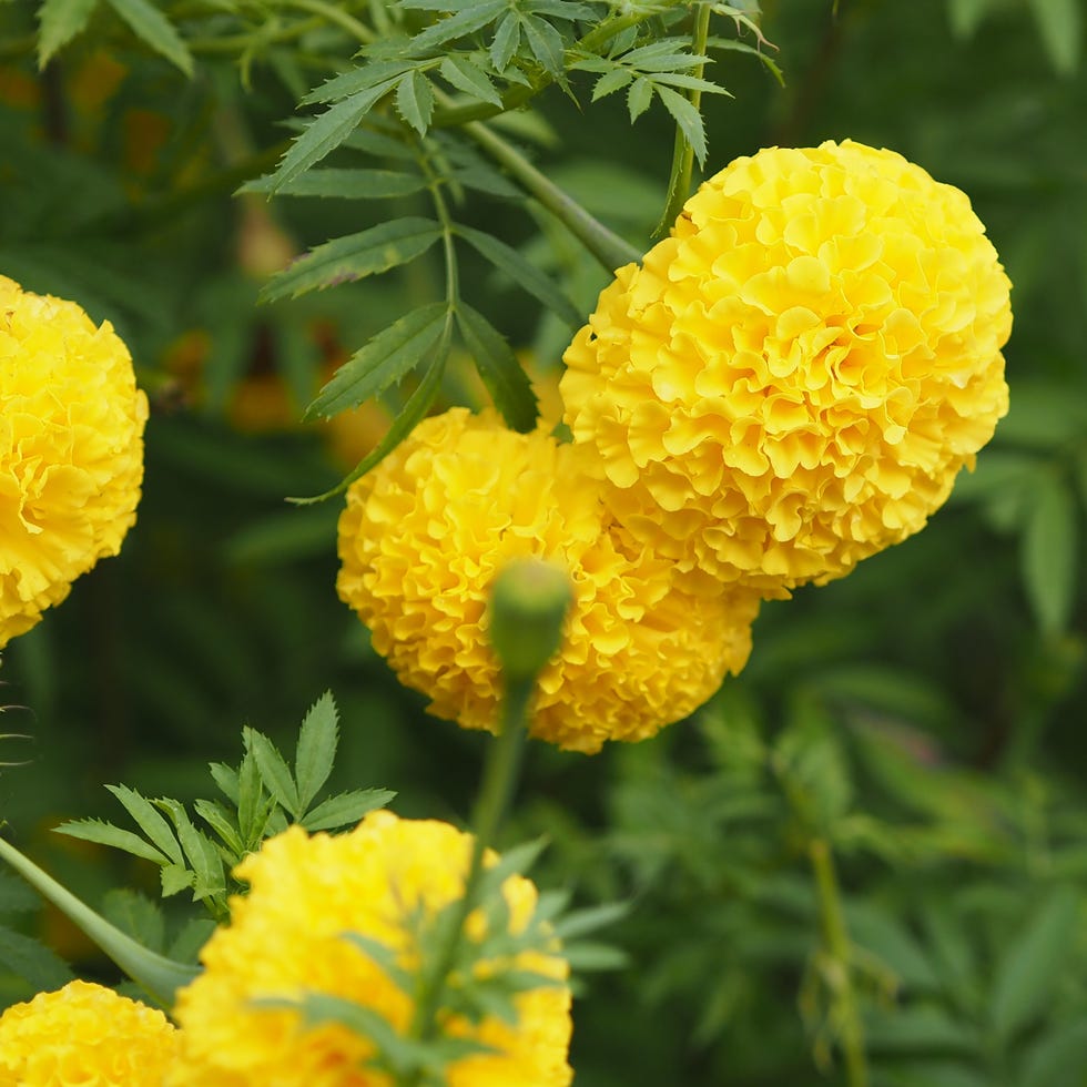 African marigold flower blooming african marigold flowers in garden, yellow flowers