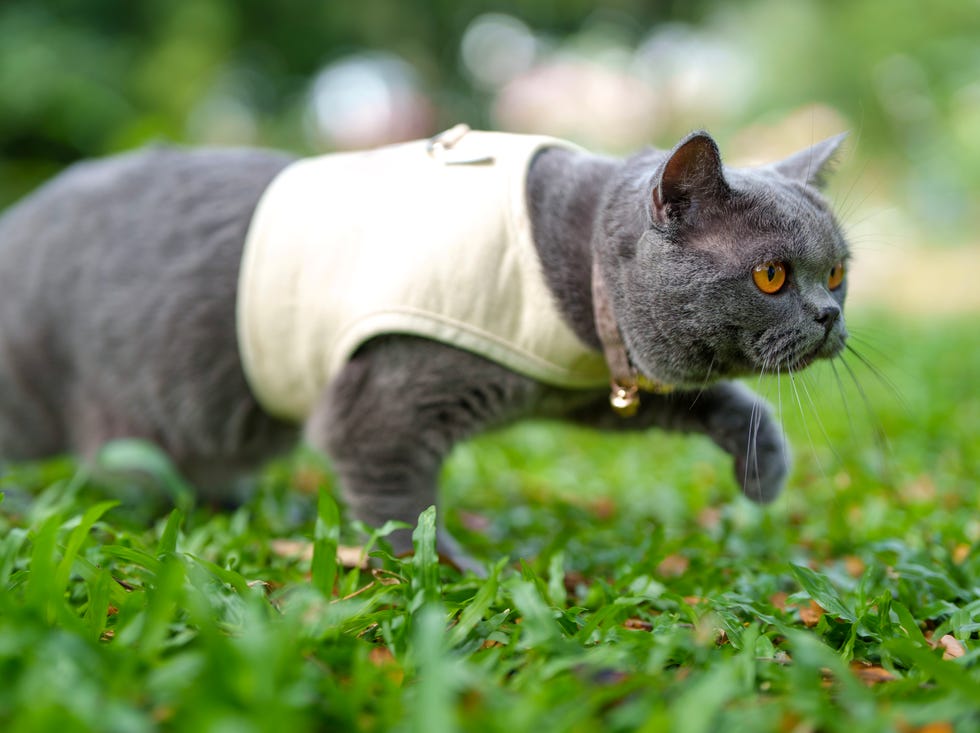 british shorthair cat walking on grass in park