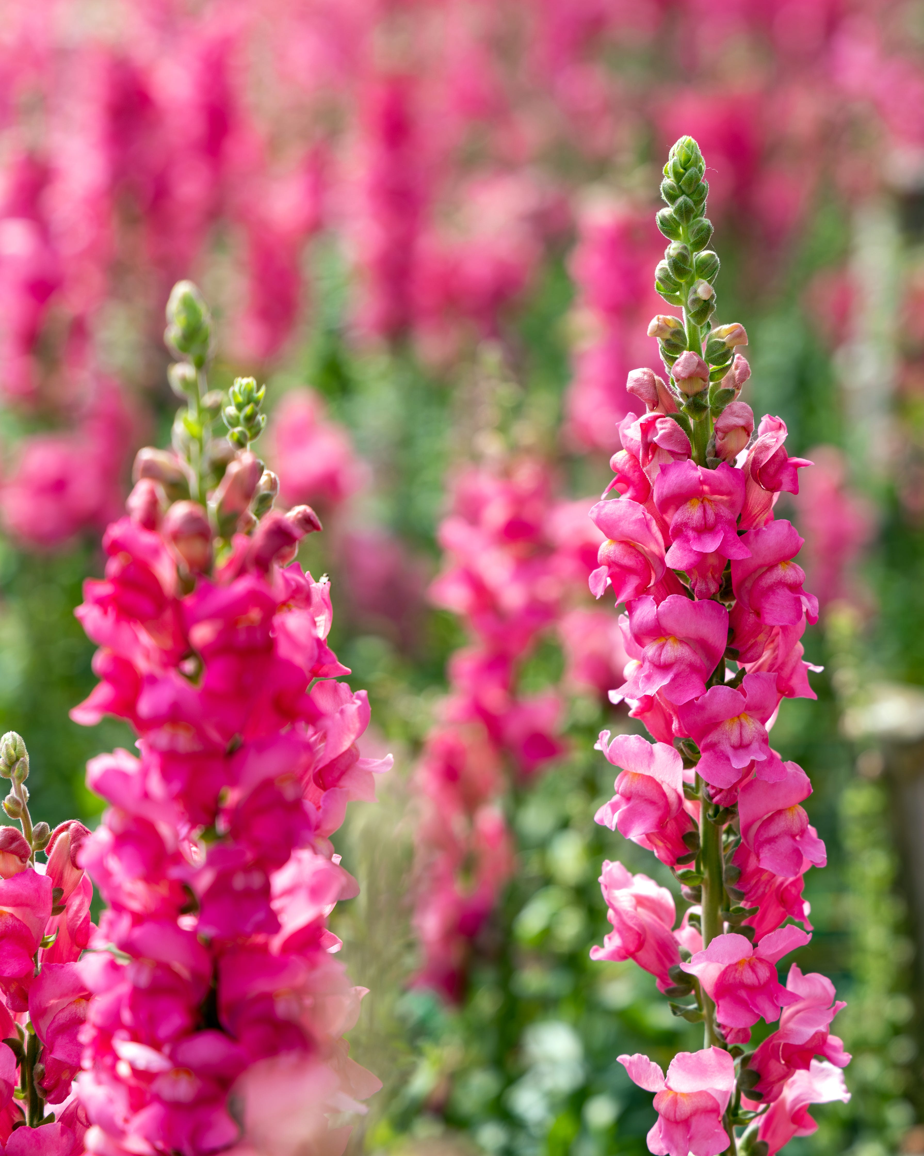 fast growing snapdragon flowers